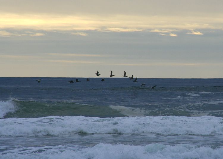 pelicans over sea
